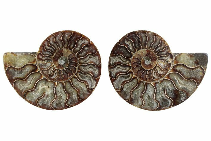 Cut & Polished Crystal-Filled Ammonite Fossil - Madagascar #364758